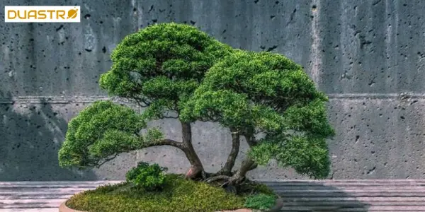 Superstitions around Feng Shui Energies and Harmonious Living